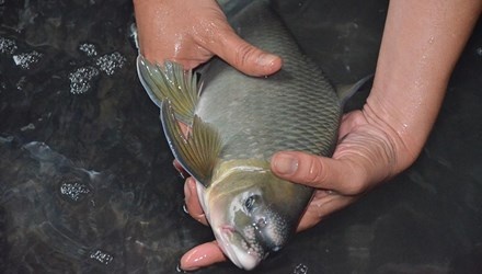 Qua bieu ca Anh Vu gia ca chuc trieu dong dip Tet hinh anh