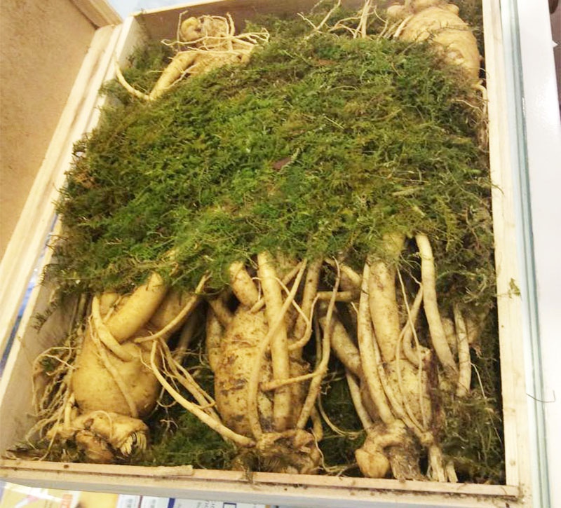 5 trieu dong/hop sam Han Quoc lam qua Tet hinh anh