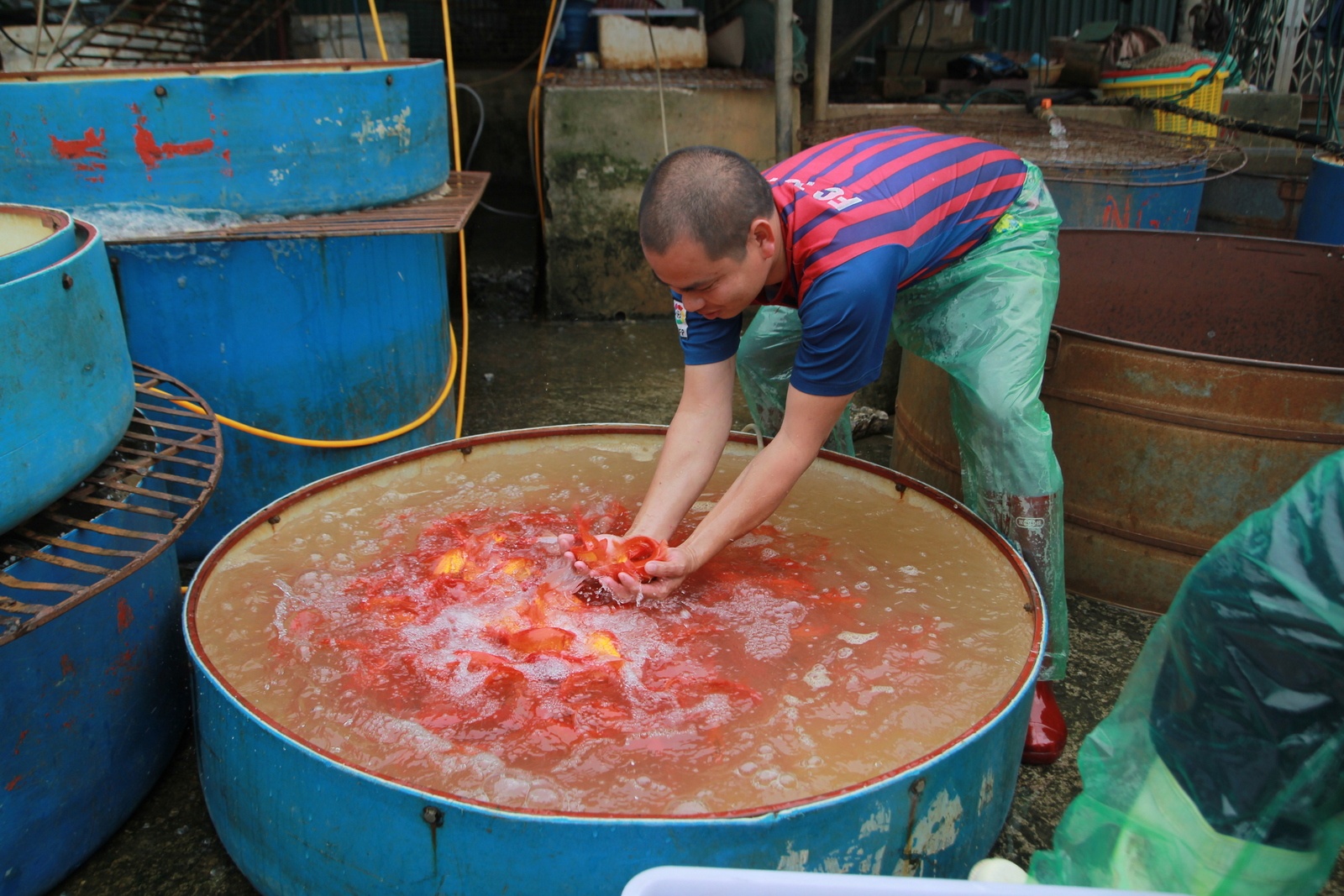 Cho ca lon nhat Ha Noi ruc vang ngay ong Cong, ong Tao hinh anh