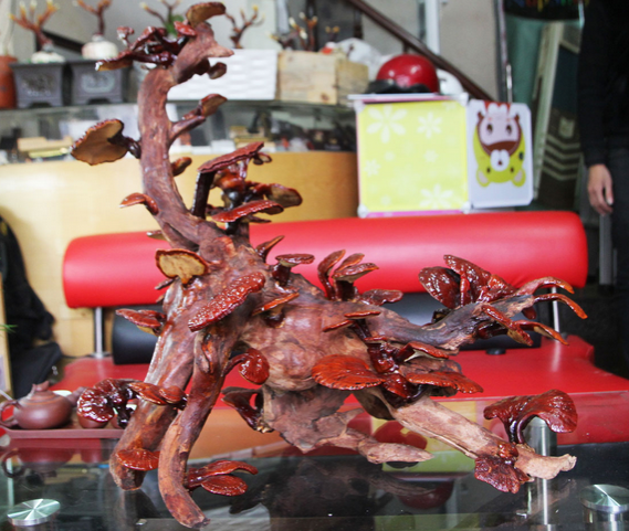 12 trieu dong/chau bonsai linh chi dang rong choi Tet hinh anh