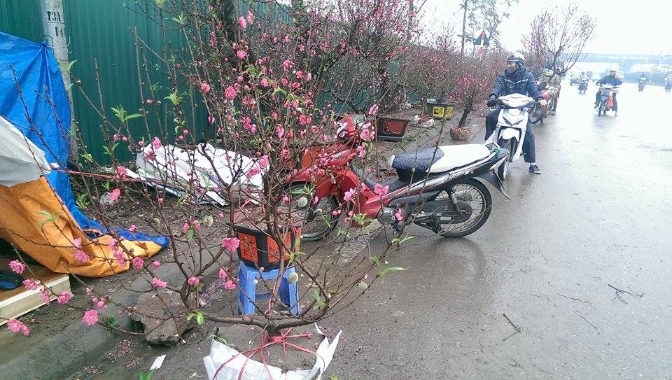 Can Tet, dao dang doc khan hang hinh anh