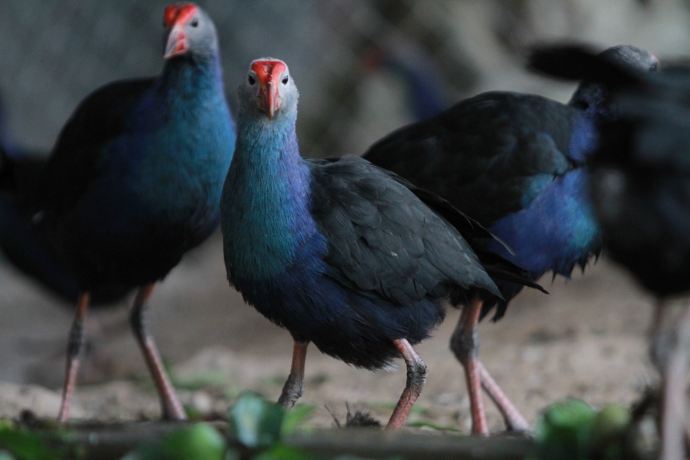 Trai chim quy  tien ty o Ha Noi hinh anh