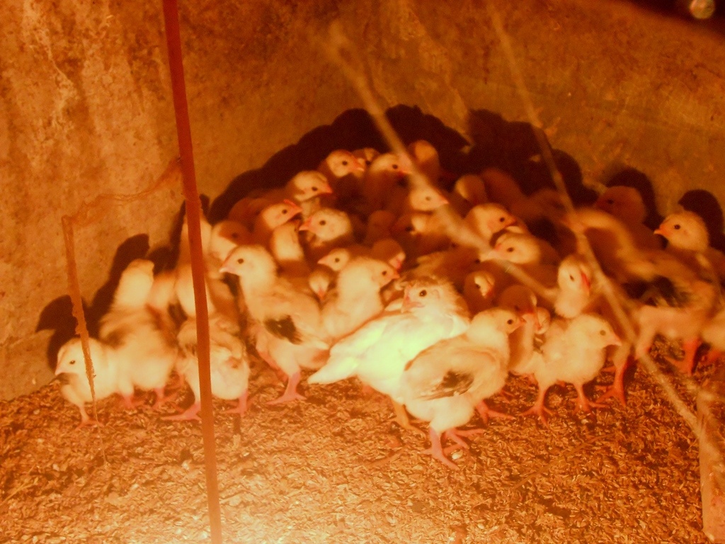 Ngoài nuôi gà Tây thương phẩm, ông Núi còn sản xuất gà giống với giá bán 25.000 đồng/con mới nở