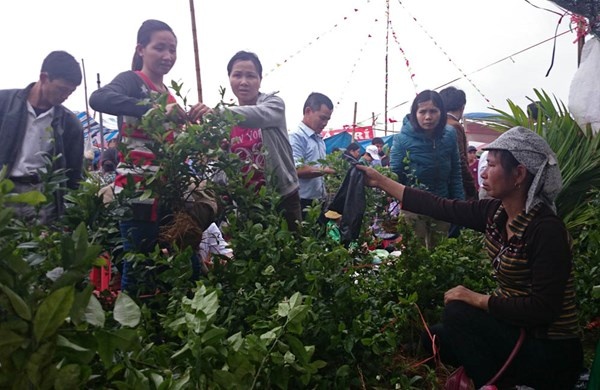 Bán cây cối như chanh, quất, ổi....