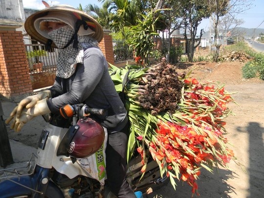 Nong dan can rang nho hoa lay on cho bo an hinh anh