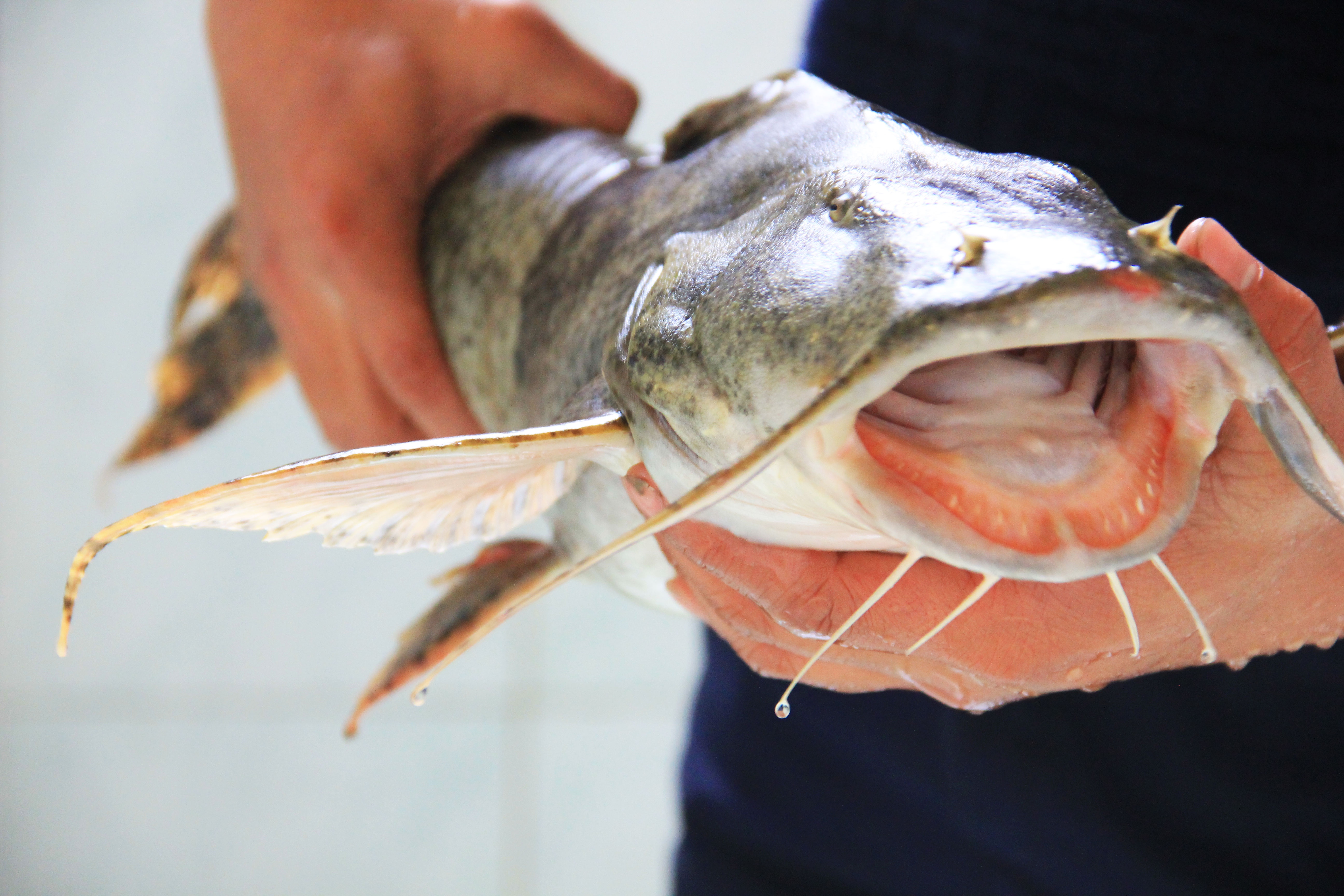 Nguoi chi tien ty san ca tien vua tu nhien ve ban hinh anh