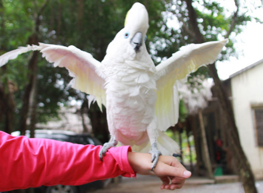 Nhan giong vet tram trieu tu 4 qua trung o Viet Nam hinh anh