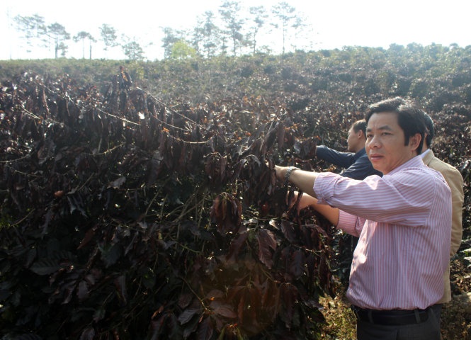 Suong muoi lam hu hai 700 hecta ca phe tai Lam Dong hinh anh