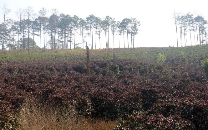 Sương muối ảnh hưởng đến một diện tích lớn cà phê đang ra hoa. Ảnh: M.VINH