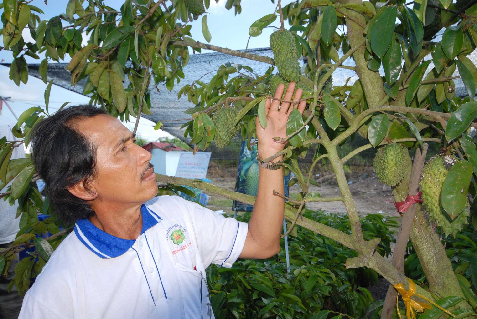 Ngan nong dan ban la mang cau xiem cho thuong lai la hinh anh