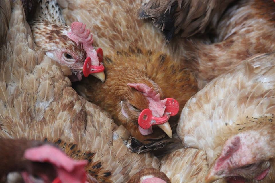 Trang trai lon khong mui hoi, ga deo kinh o vung Tay Bac hinh anh