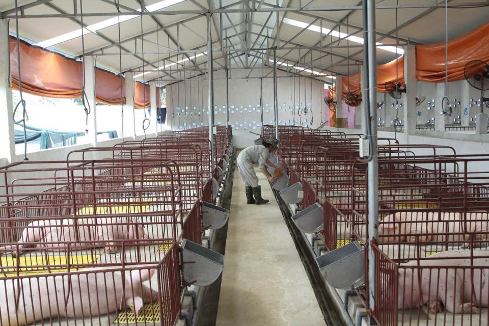 Ben trong trang trai nuoi lon khong hoi, ga deo kinh do hinh anh