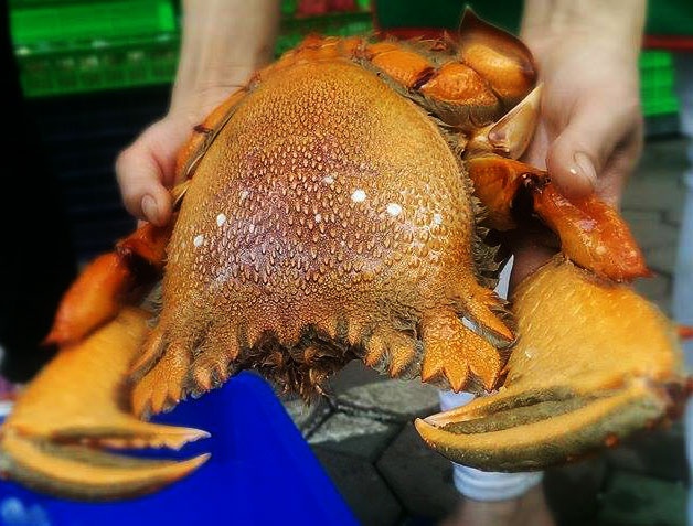 Bi kip ban cua huynh de Ly Son gia re o Ha Noi hinh anh