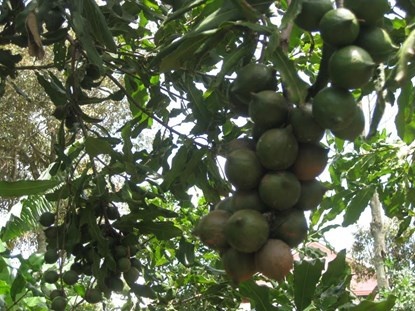 Cay mac ca cho trai to bang qua trung ga hinh anh