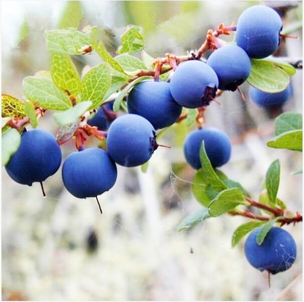 'Cuong' viet quat, nhieu nguoi chi tien trieu mua giong hinh anh