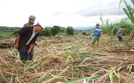 Nguoi bat dat ngheo cho... tien ty hinh anh