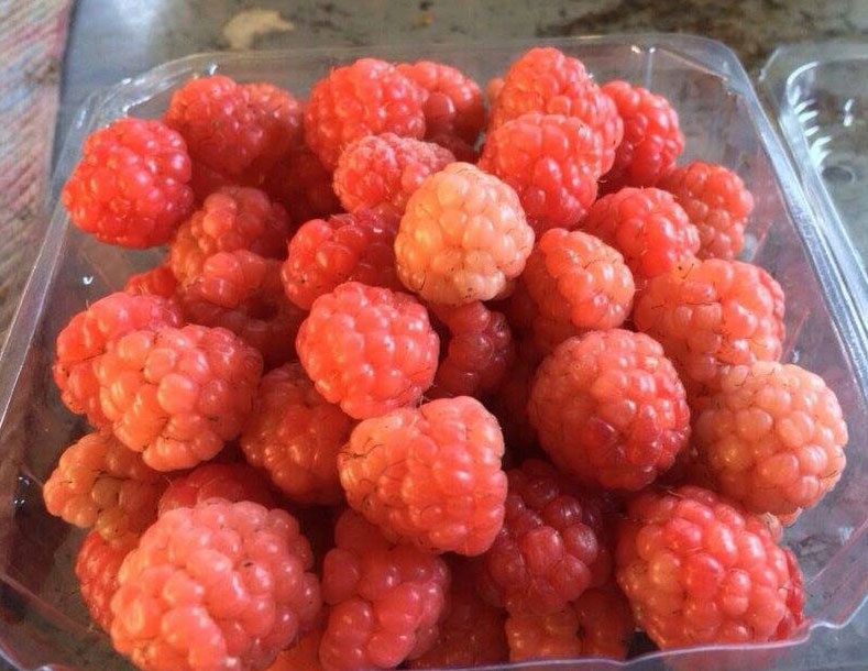 Hat giong mam xoi duoc nhieu nguoi tim mua hinh anh