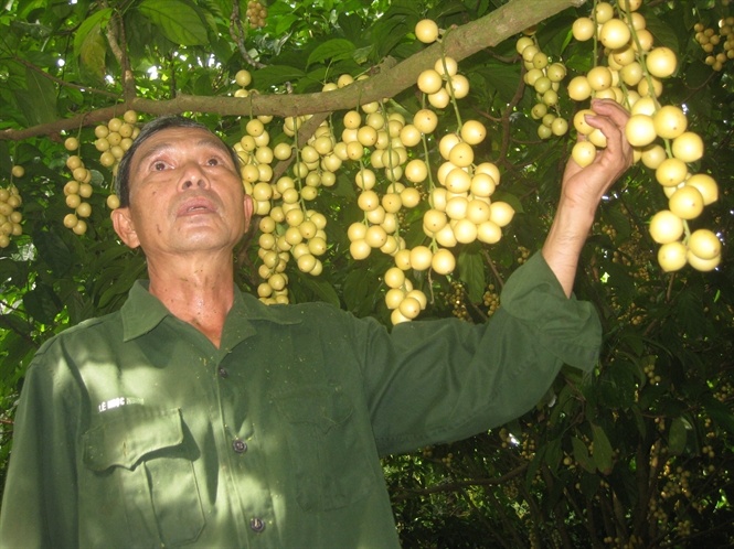 Dau dau mua duoc gia hinh anh