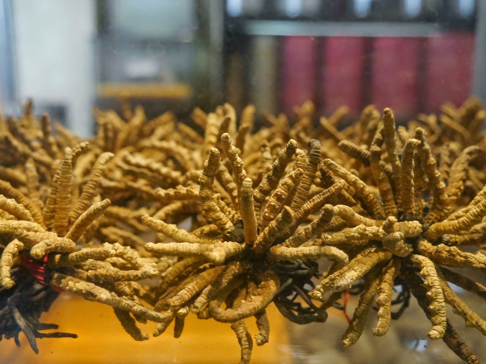 Dong trung ha thao 1 ty ban vai chuc trieu dong o Viet Nam hinh anh