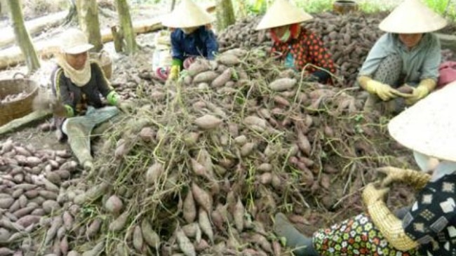 Vinh Long: Thuong lai ngung mua khoai, nong dan kho khan hinh anh