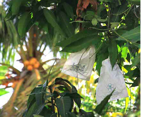 Bao trai cay khien vo chuyen xanh sang vang hinh anh