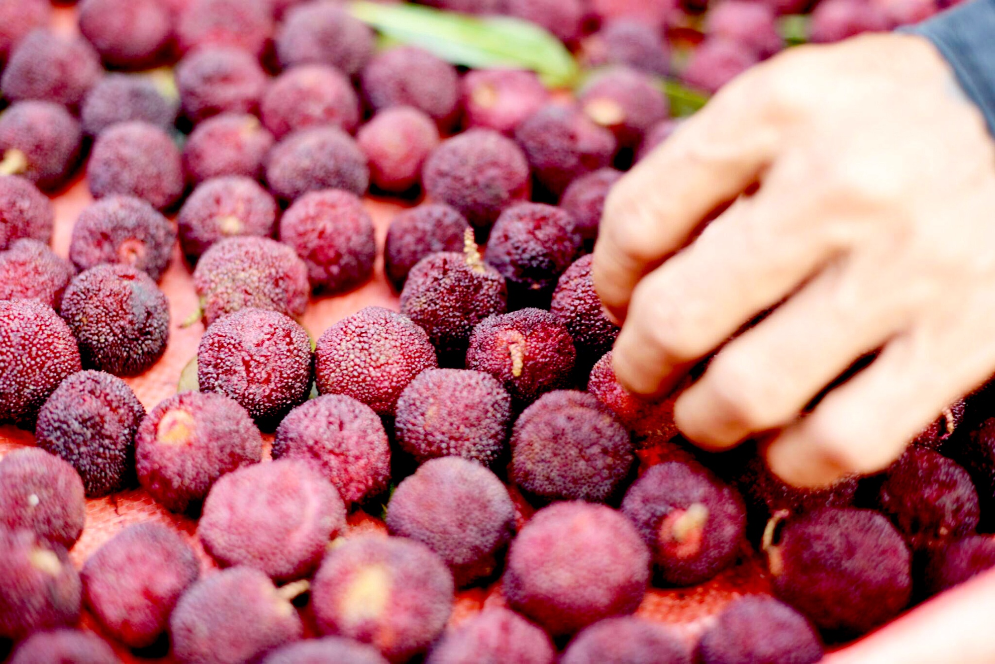 Nang 40 do C, qua thanh mai loan gia hinh anh