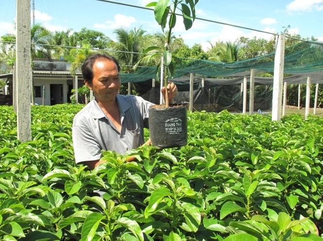 Do xo trong cay bo sap va bo Booth hinh anh