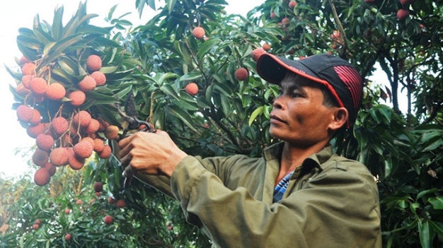 Năm ngoái tháng 6-2014, vải thiều trúng nhưng người dân Lục Ngạn buồn bã đắng lòng vì giá quá thấp