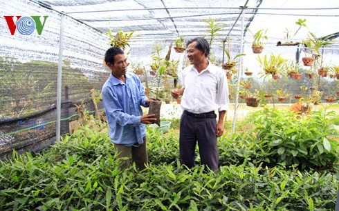 Bán giống cây mắc ca ở Ea Kmat.