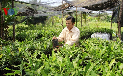 Lon xon thi truong cay giong mac ca hinh anh