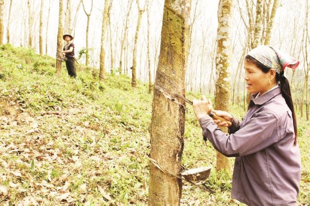 'Vang trang' toi hoi lao dao hinh anh