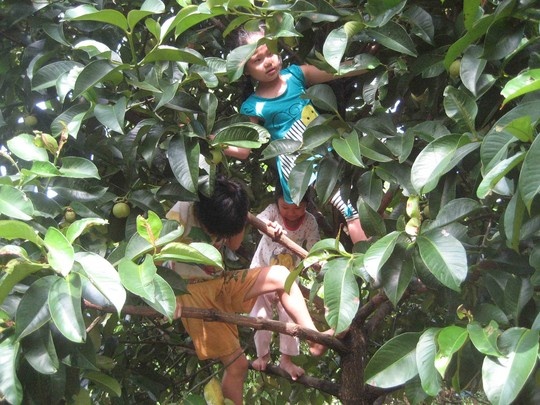 Mùa măng cụt năm nay, nhiều nhà vườn thu được năng suất cao.