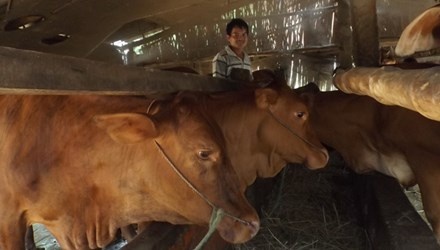 Thoat ngheo tu 2 con bo hinh anh