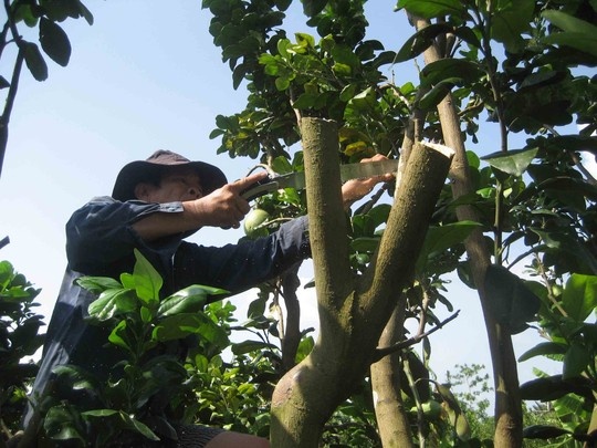 Cắt bỏ những nhánh bưởi già, sâu bệnh.