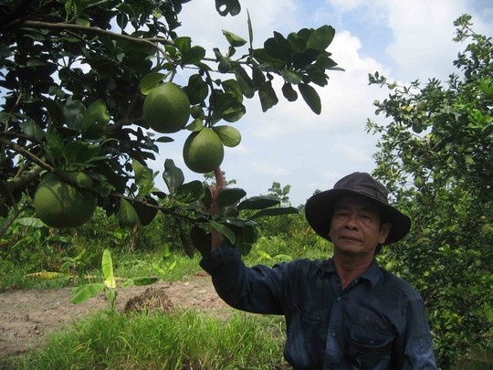 Nha vuon tat bat chuan bi trai 'doc' mua Tet hinh anh