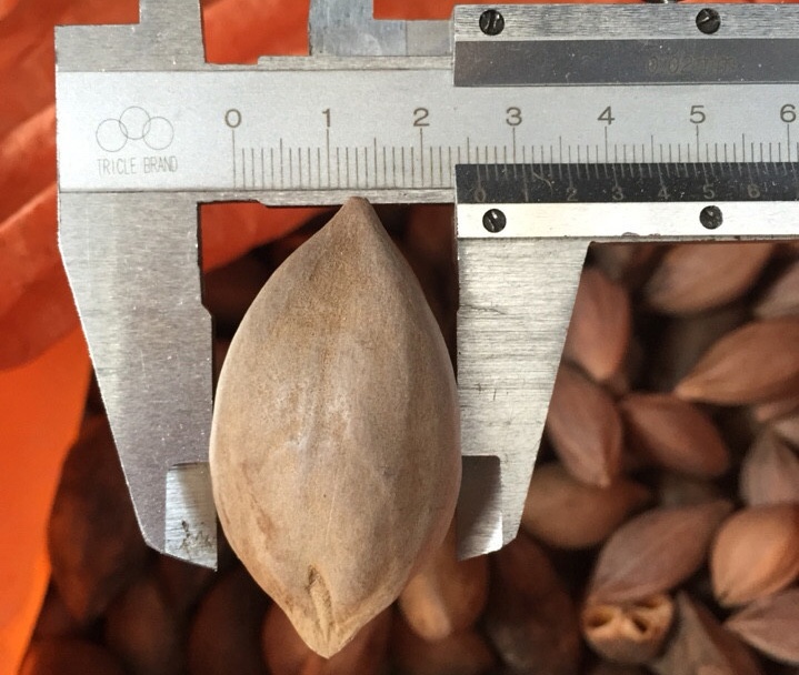 Ro tin thuong lai Trung Quoc lung mua hat tram den 2 cm hinh anh