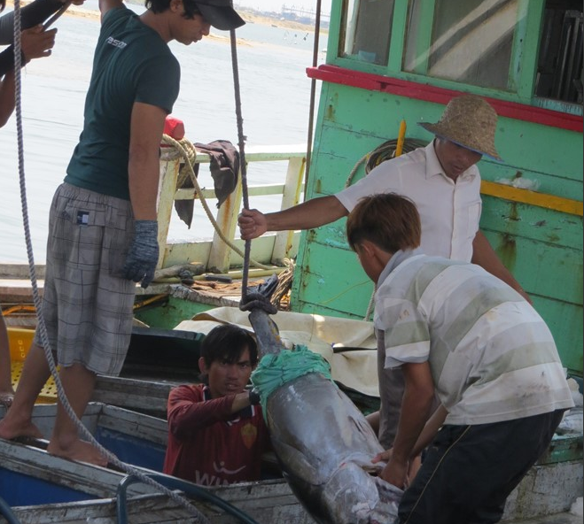 Viet Nam hop tac voi Philippines khai thac, che bien ca ngu hinh anh