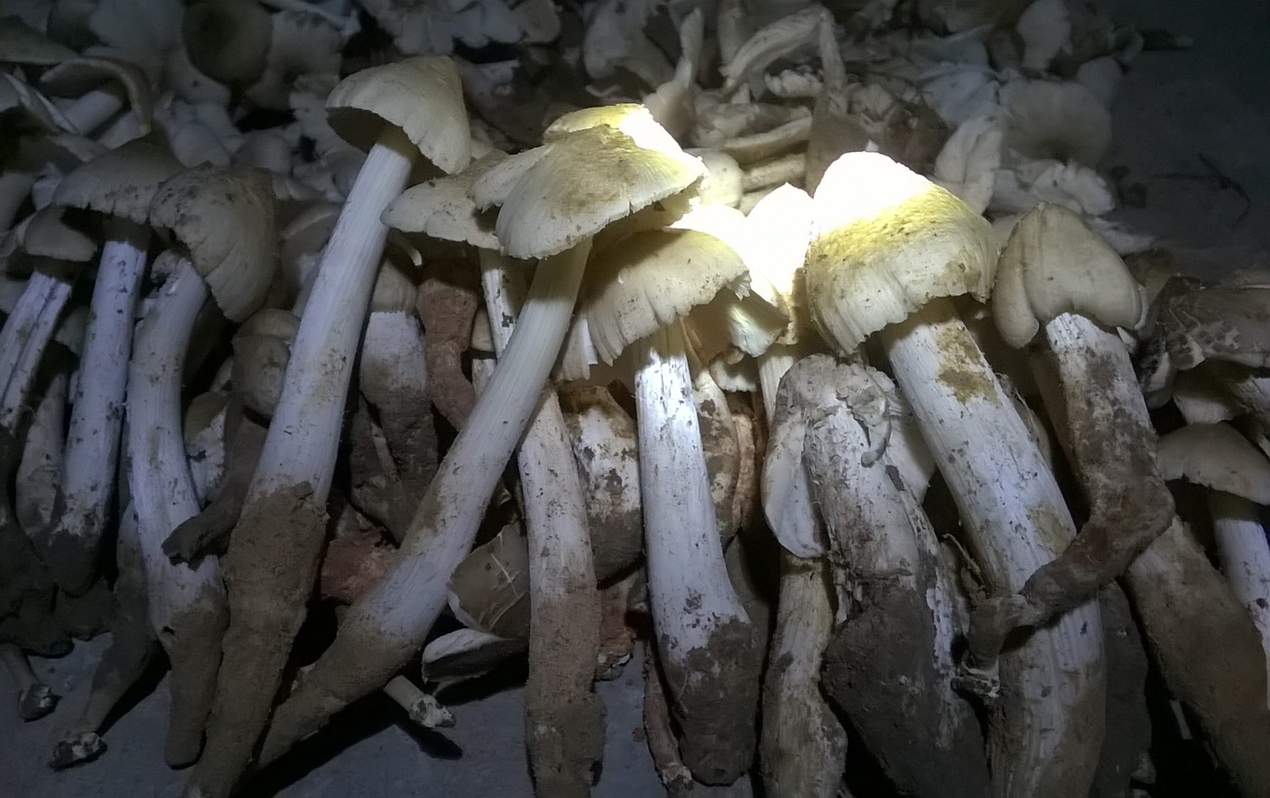 Chi tien trieu, nguoi Ha Noi van kho mua nam moi mien Tay hinh anh