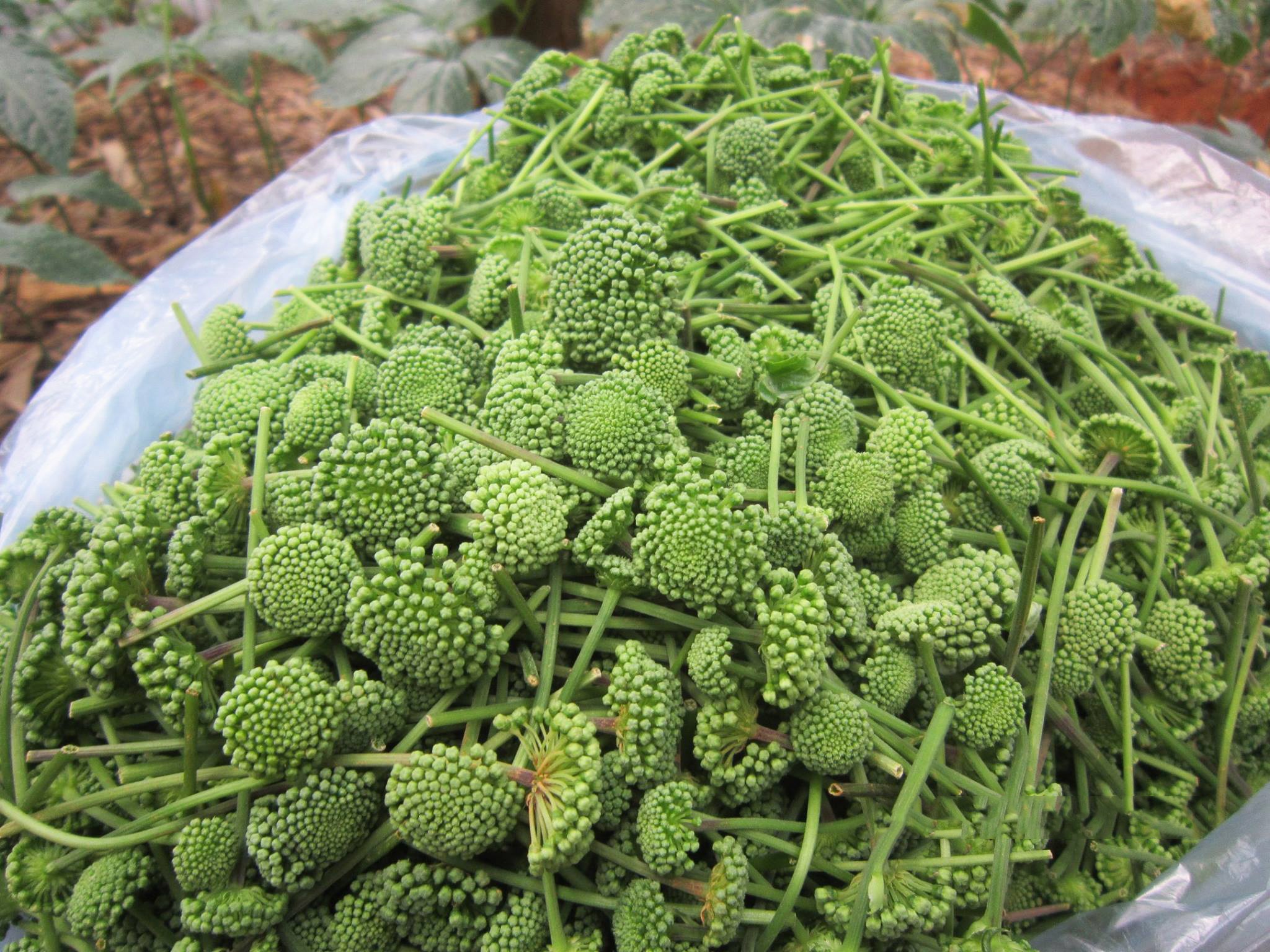 Vi sao nu cay tien ty o Lao Cai duoc gia? hinh anh