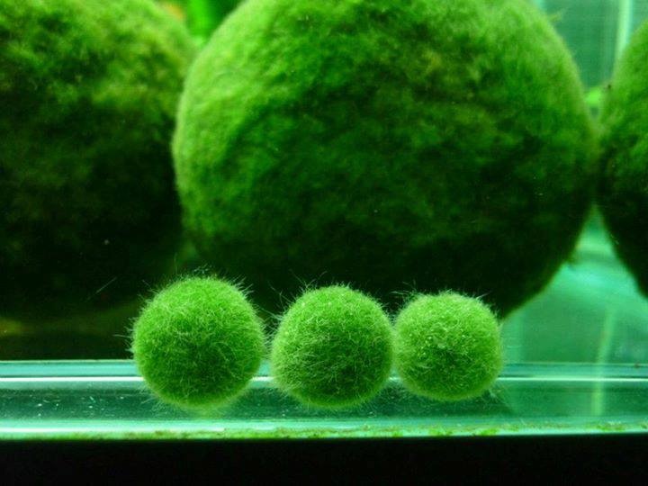 Cau reu Nhat Ban co the chay trong nuoc gay to mo cho khach hinh anh