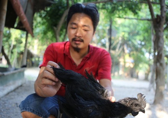 Hanh trinh dua giong ga dat nhat the gioi ve Viet Nam hinh anh