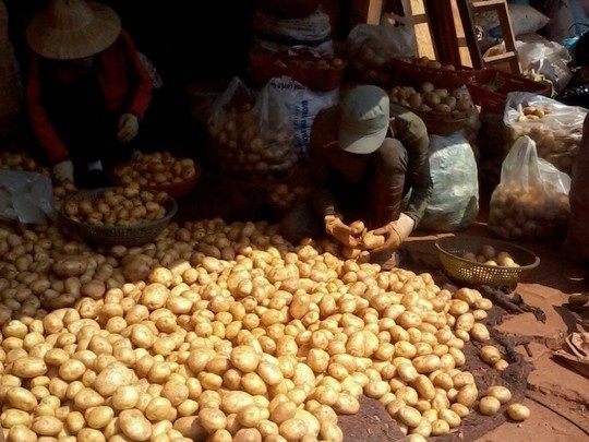 Dieu tra hanh vi tron dat vao khoai tay Trung Quoc hinh anh