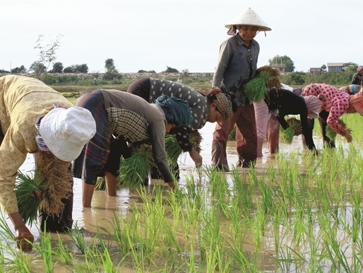Lam gao gioi nhu Campuchia hinh anh