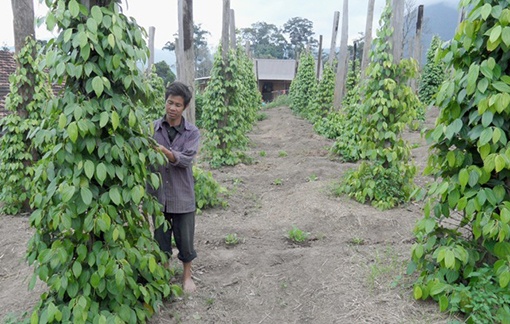 Lam Dong: Nhieu ho dan do xo trong tieu hinh anh