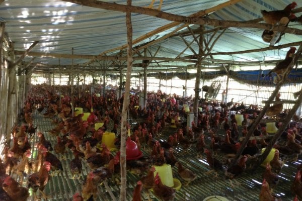 '100 can bo noi voi nguoi chan nuoi khong bang 1 thuong lai' hinh anh