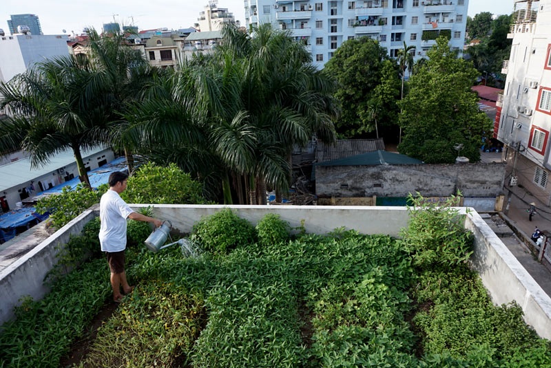 Trong rau, nuoi ga tren mai nha 3 tang o Ha Noi hinh anh