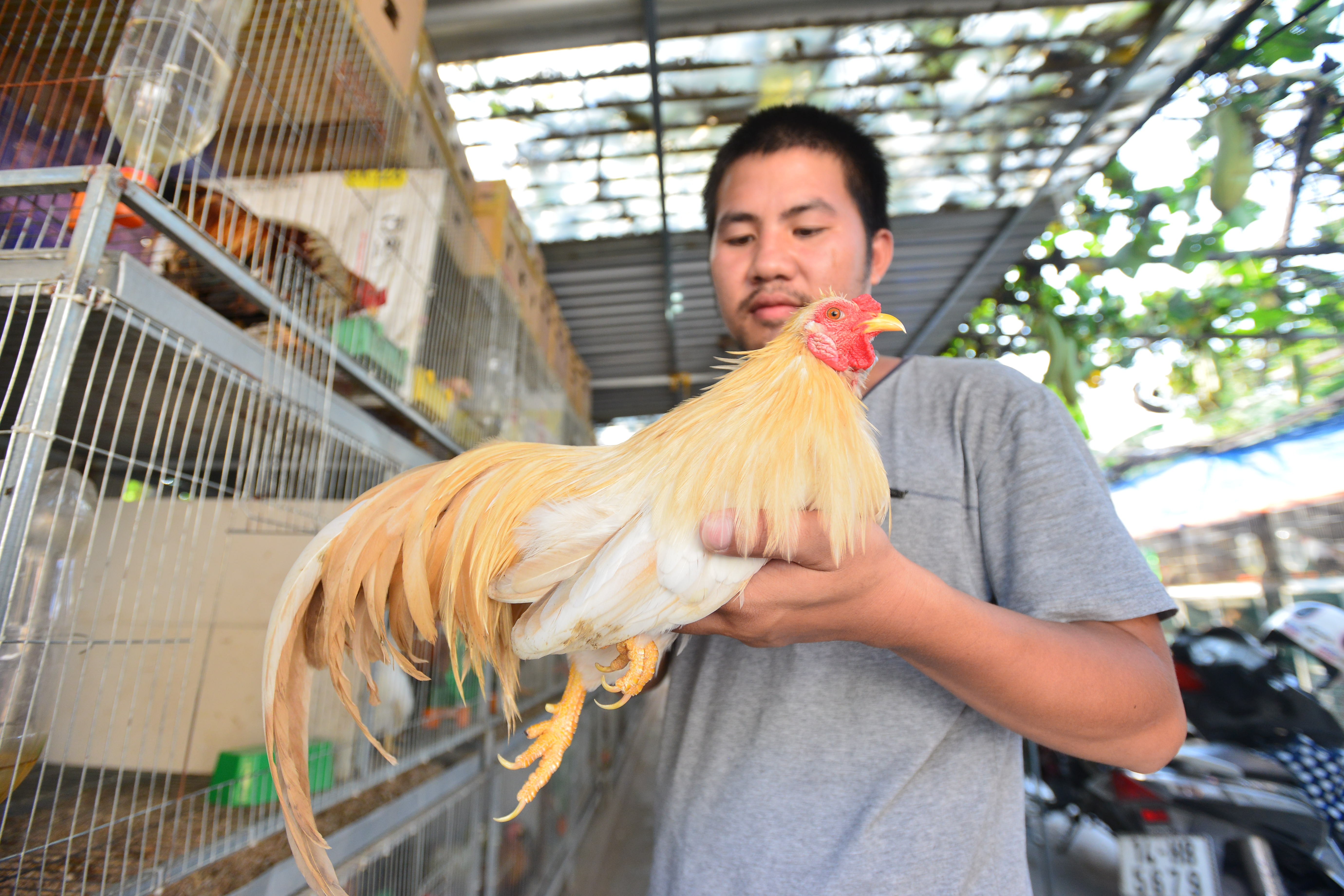 Bo lam sep ve nha nuoi ga canh hinh anh