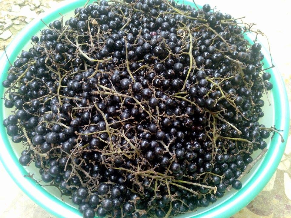 Nho rung 50.000 dong/kg, ba noi tro to mo dat mua hinh anh