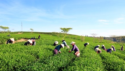 Nu doanh nhan dot tu, nong dan lo khong biet ban che cho ai hinh anh