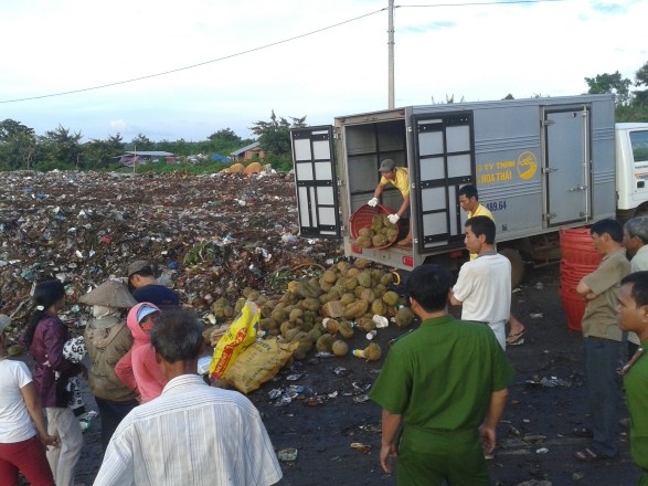 Công an Đắc Lắc tiêu hủy một xe sầu riêng “bẩn”.  
